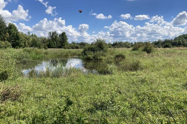Petite Camargue Alsacienne
