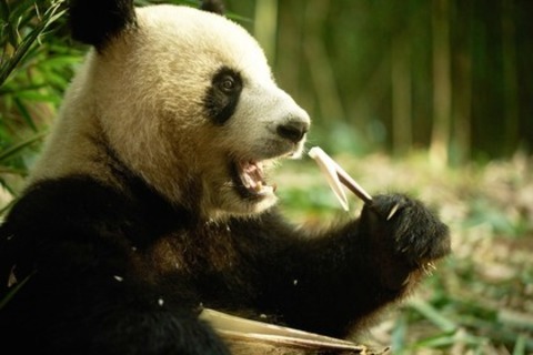 Moon, der Panda - Freiburg - 07.06.2025 12:00